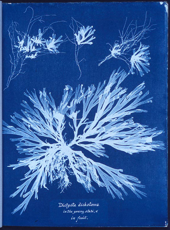 Cyanotype by Atkins of algae, white on blue